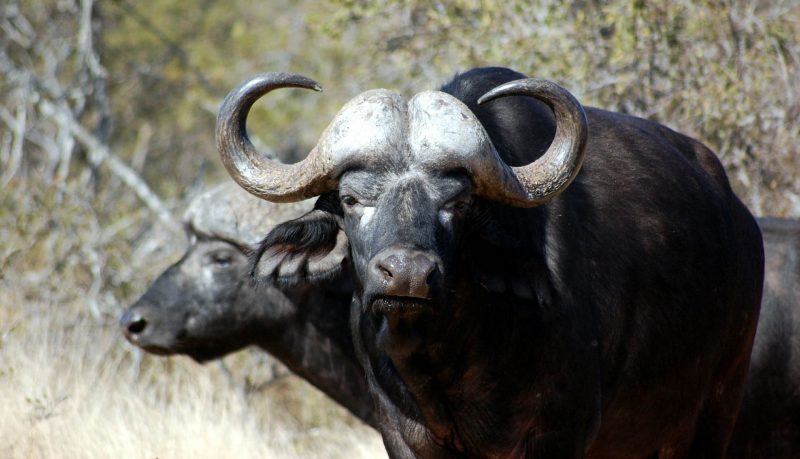 Sanjati crnog bika u snu - egipatska web stranica