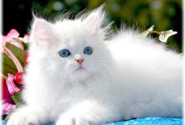 Melihat kucing putih dalam mimpi