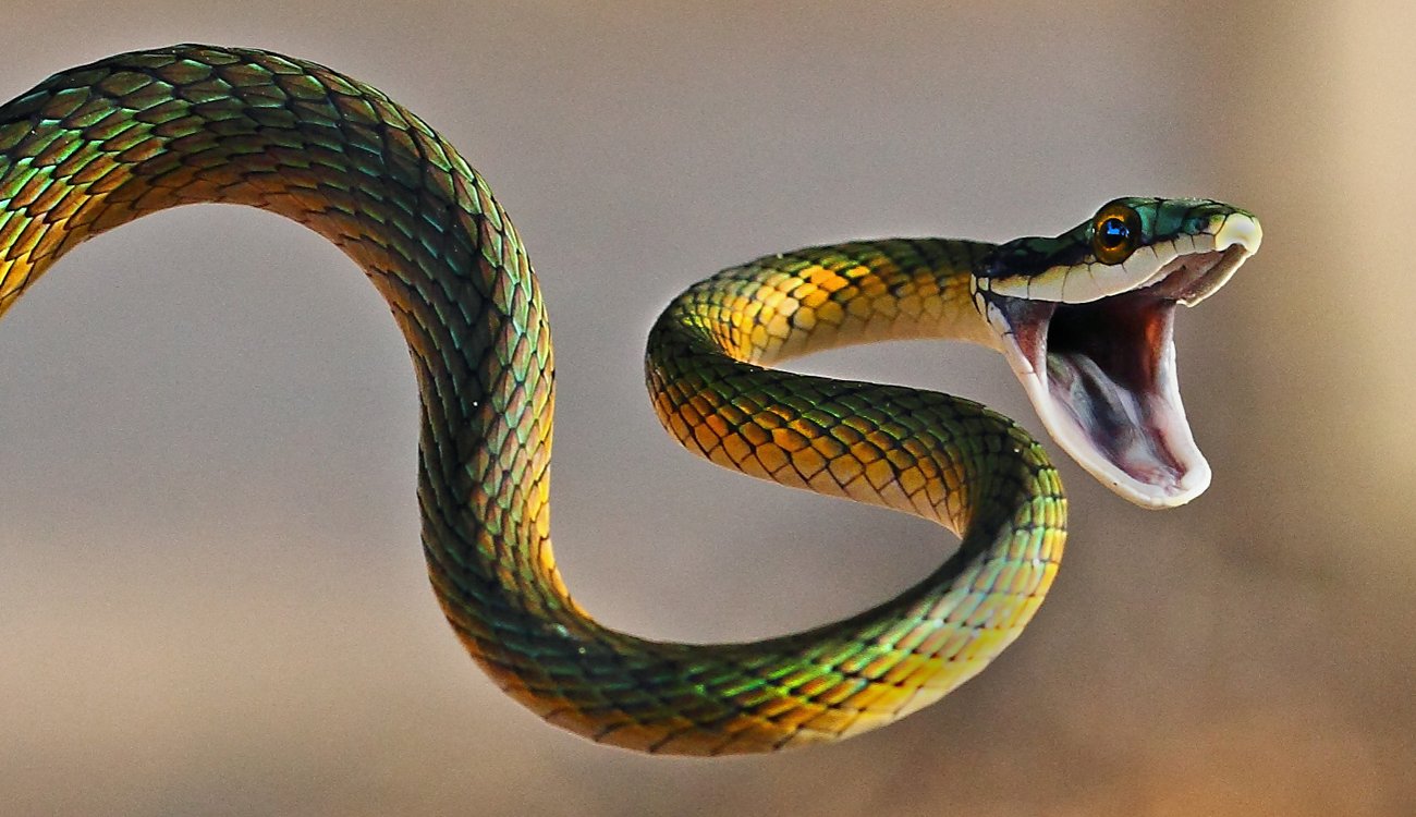 Толкување на каснување од змија во сон