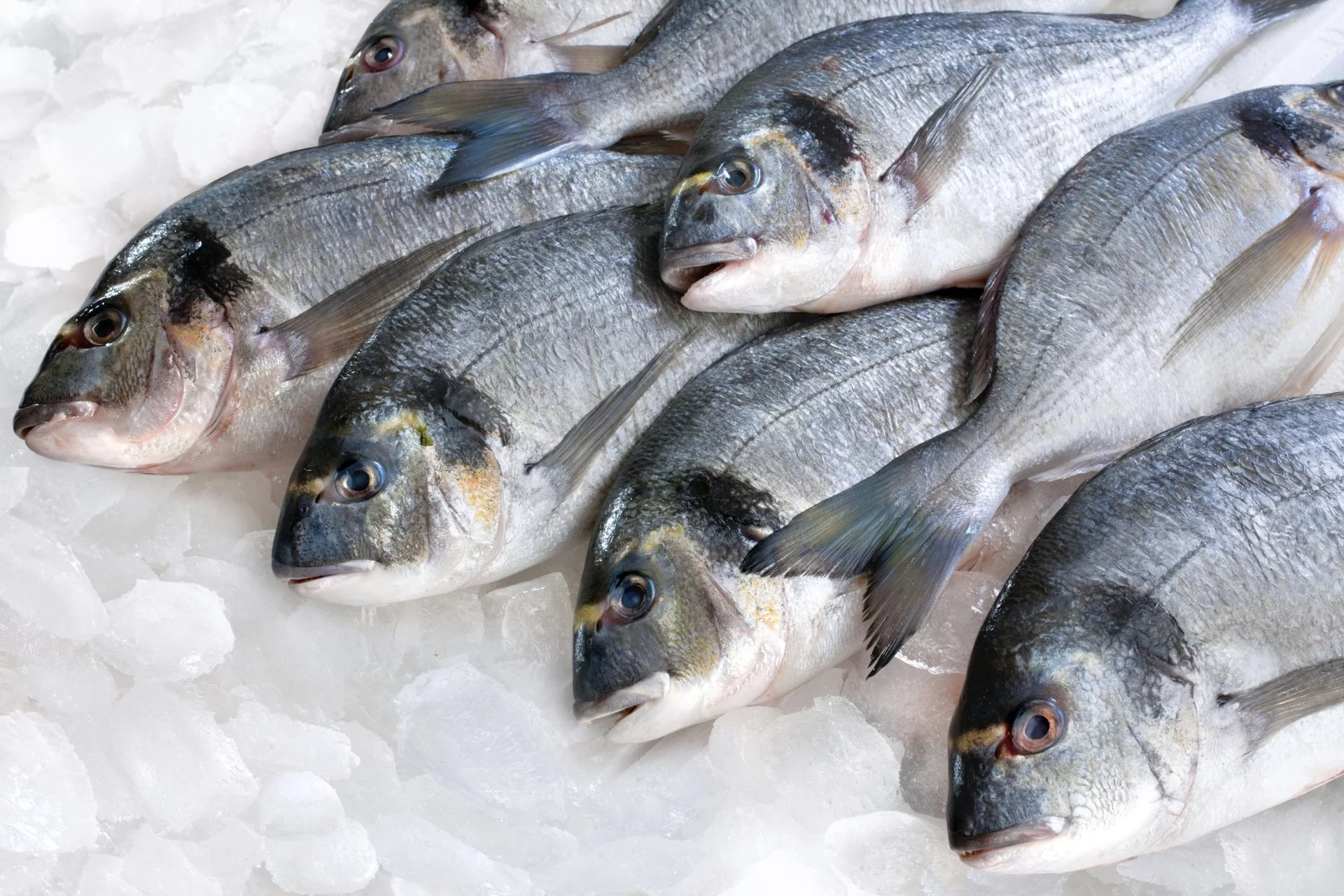 Sen o rybách pro vdanou osobu - egyptský web
