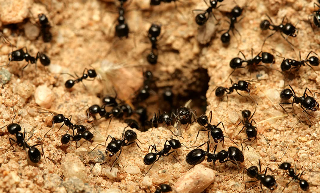 चींटियों के बारे में एक सपने की व्याख्या
