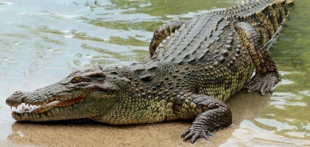 Krokodil u snu od Ibn Sirina - egipatska web stranica
