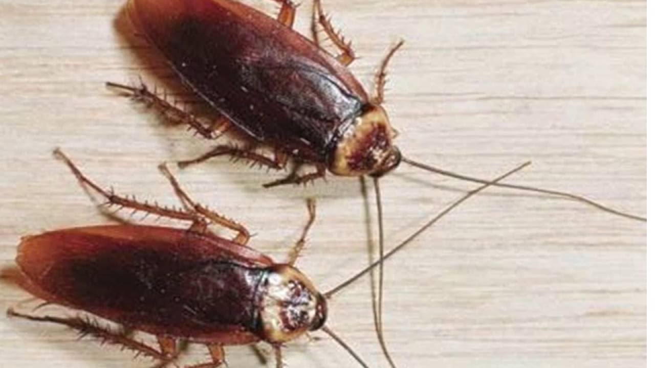 Drøm om kakerlakker for en gift kvinne 1 - egyptisk nettsted