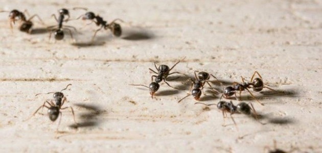 सपने में कपड़ों पर चींटियाँ देखना - मिस्र की वेबसाइट