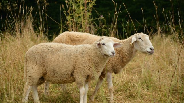 Колење овца во сон 640x360 1 - египетска веб-страница