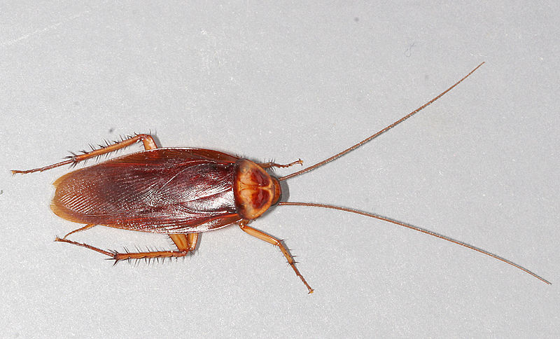 800px amerikansk kakerlakk – egyptisk side