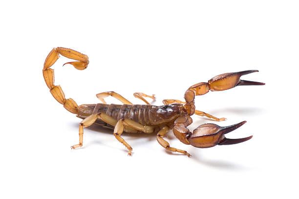Drep skorpionen