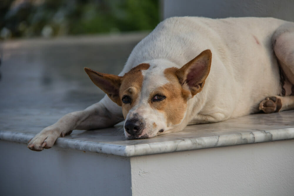 Detaljno tumačenje viđenja pasa u snu - Egipatska web stranica