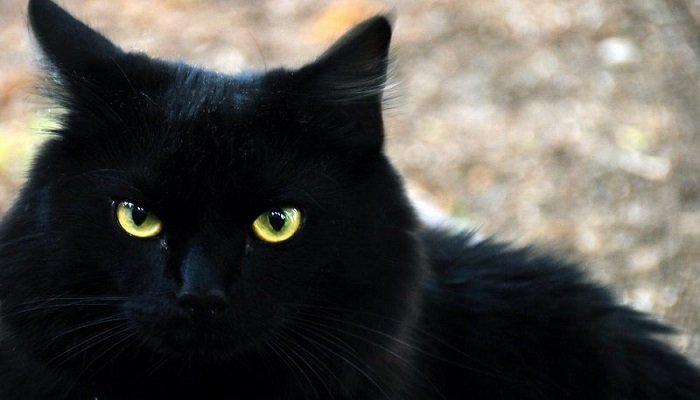 قطة سوداء
