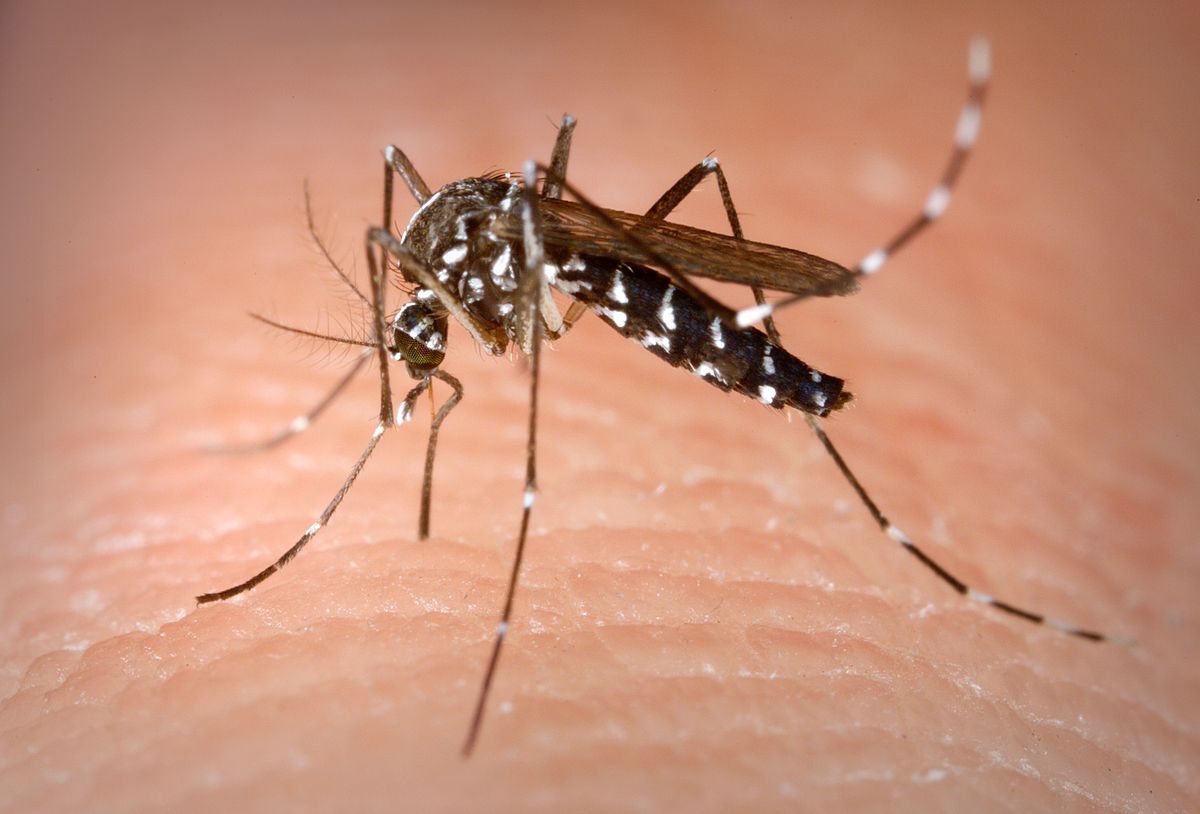 सपने में मच्छर देखना और मारना - मिस्र की वेबसाइट