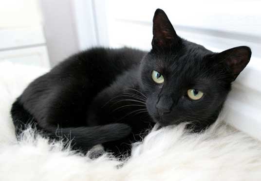 Drømmer om å se en svart katt i en drøm - egyptisk nettsted