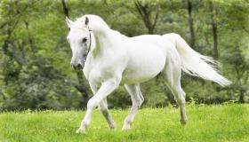 Научете го толкувањето на бесниот сон на Ибн Сирин со бел коњ