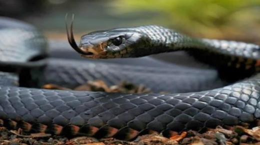 イブン・シリンによる大きな黒い蛇の夢の解釈、家の中の大きな黒い蛇の夢の解釈、そして夢の中の黒い蛇のシンボル