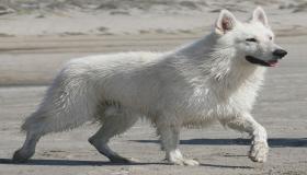 इब्न सिरिन के सफेद कुत्ते के सपने की व्याख्या क्या है?