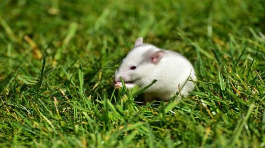Den vita musen i en dröm och tolkningen av att jaga en vit mus i en dröm av Ibn Sirin