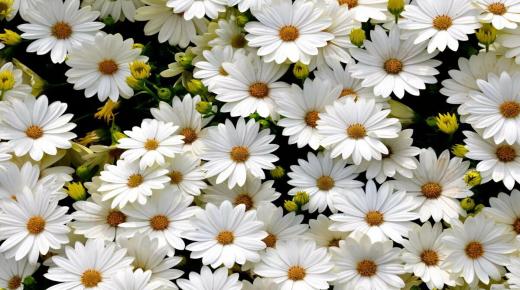 Witte rozen in een droom door Ibn Sirin, en de interpretatie van een droom over het plukken van witte rozen en het schenken van witte rozen in een droom