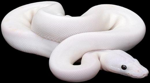 Kakvo je tumačenje sna o bijeloj zmiji u snu od Ibn Sirina?