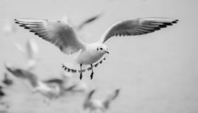 Научите о тумачењу и значају виђења белих голубова у сну од Ибн Сирина