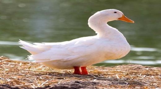 Какво е толкувањето на сонот на белата патка на Ибн Сирин?
