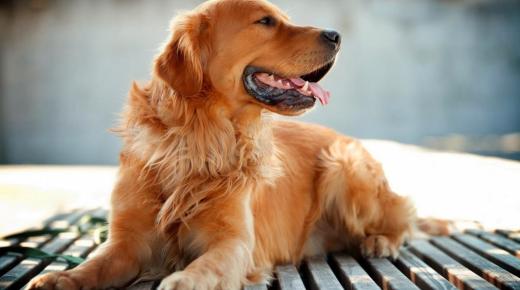20 הפרשנויות החשובות ביותר של ראיית כלבים בחלום מאת אבן סירין