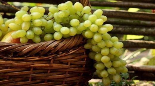 Lees meer over de interpretatie van het zien van groene druiven in een droom door Ibn Sirin
