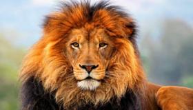 Која је интерпретација виђења лавова у сну од стране Ибн Сирина?