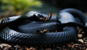 Wat is de interpretatie van de droom van de zwarte slang en het doden ervan door Ibn Sirin?