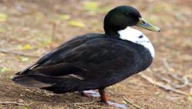 Saznajte o tumačenju vidjeti crne patke u snu od Ibn Sirina