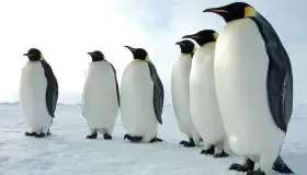 イブン・シーリンによるペンギンの夢の解釈