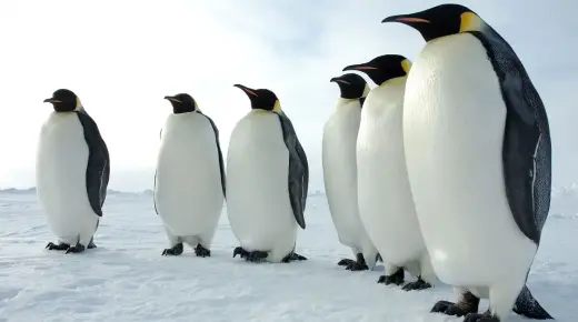 पेंगुइन के बारे में इब्न सिरिन के सपने की व्याख्या