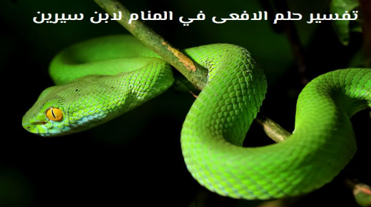 Hva er tolkningen av en drøm om en slange i en drøm av Ibn Sirin?