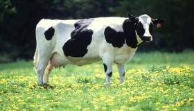 イブン・シリンによると、独身女性が夢の中で牛を見ることの解釈は何ですか?
