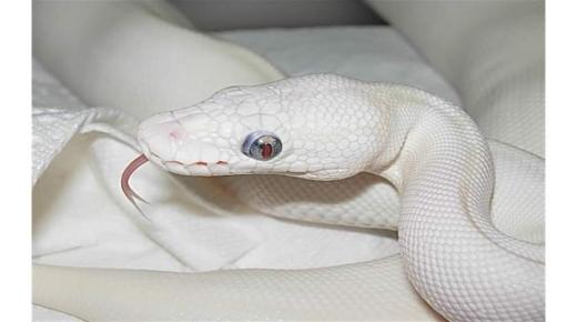 Белата змија во сон од Ибн Сирин, толкување на сонот за големата бела змија во сон и толкување на сонот за долгата бела змија