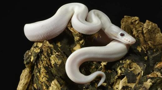Дознајте за толкувањето на белата змија во сон од Ибн Сирин