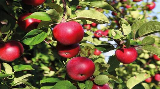 イブン・シリンの夢の中のリンゴの木の解釈は何ですか?