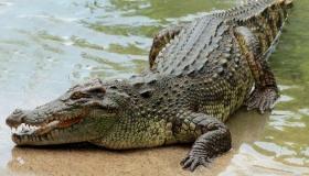 Sužinokite apie Ibn Sirino pasekmes, kai sapne matote krokodilą