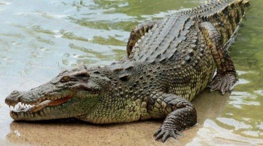 Lees meer over de implicaties van Ibn Sirin voor het zien van een krokodil in een droom
