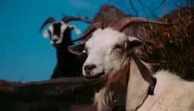 Дознајте повеќе за толкувањето на сонот за коза според Ибн Сирин