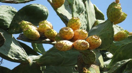 Lär dig om de viktigaste fördelarna med prickly pear för viktminskning och graviditet