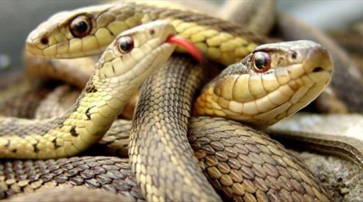 Дознајте за толкувањето на змиите во сон од Ибн Сирин