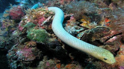 Saznajte više o tumačenju ženskog sna o vodenoj zmiji u snu prema Ibn Sirinu