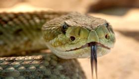 Hva er tolkningen av å drepe slangen i en drøm av Ibn Sirin?