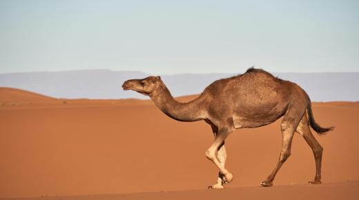 Leer die interpretasie van die sien van 'n kameel in 'n droom vir enkellopende vroue