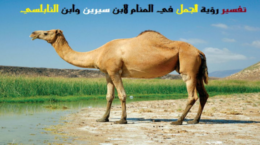 Ibn Sirinin ja Al-Nabulsin tulkinta kamelin näkemisestä unessa