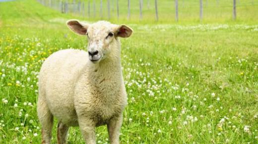 Pelajari tentang tafsir menyembelih domba dalam mimpi oleh Ibnu Sirin