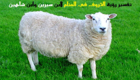 Тумачење виђења овце у сну од Ибн Сирина и Ибн Схахеена