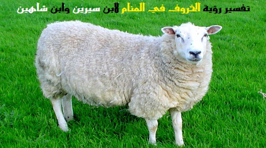 Толкување на гледање овца во сон од Ибн Сирин и Ибн Шахин