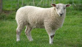 Õppige Ibn Sirini tõlgendust lamba nülgimisest unenäos