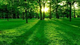 Razlage Ibn Sirina za razlago sanj o zeleni naravi v sanjah