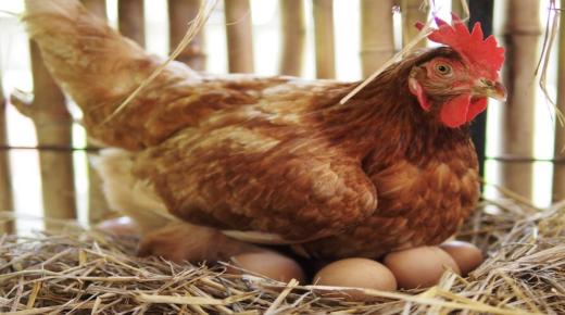 सपने में चिकन अंडे देखने के लिए इब्न सिरिन की व्याख्या